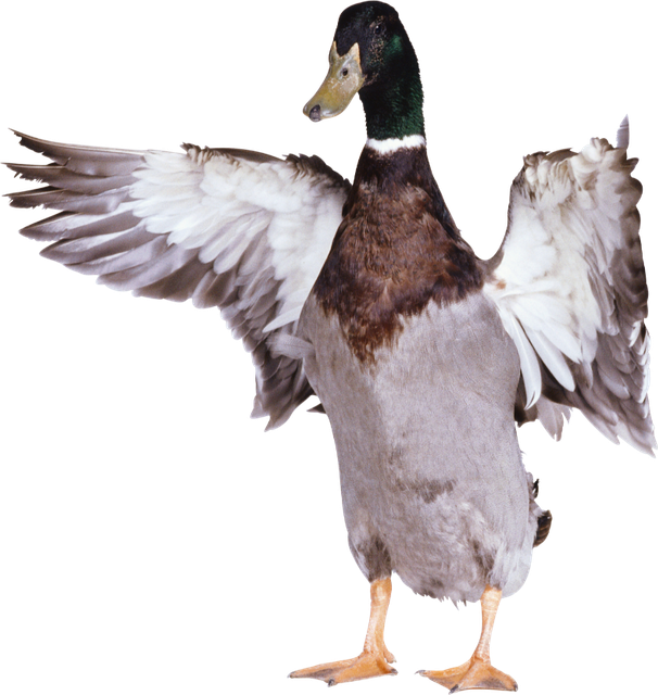 Clipart-fowl-30