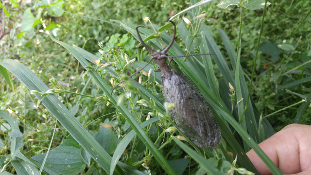 weird-bug