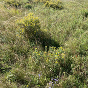 IMG-1417