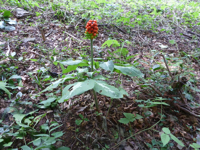 P1320636.jpg