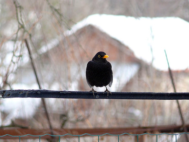 blackbird-2