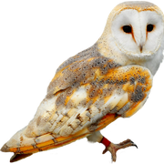 Owl2
