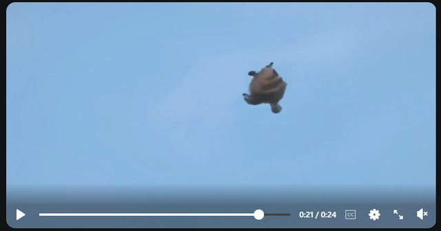 turtle-uap