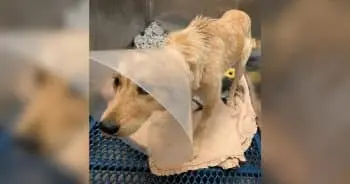 Dog Abandoned in York County Needs Help