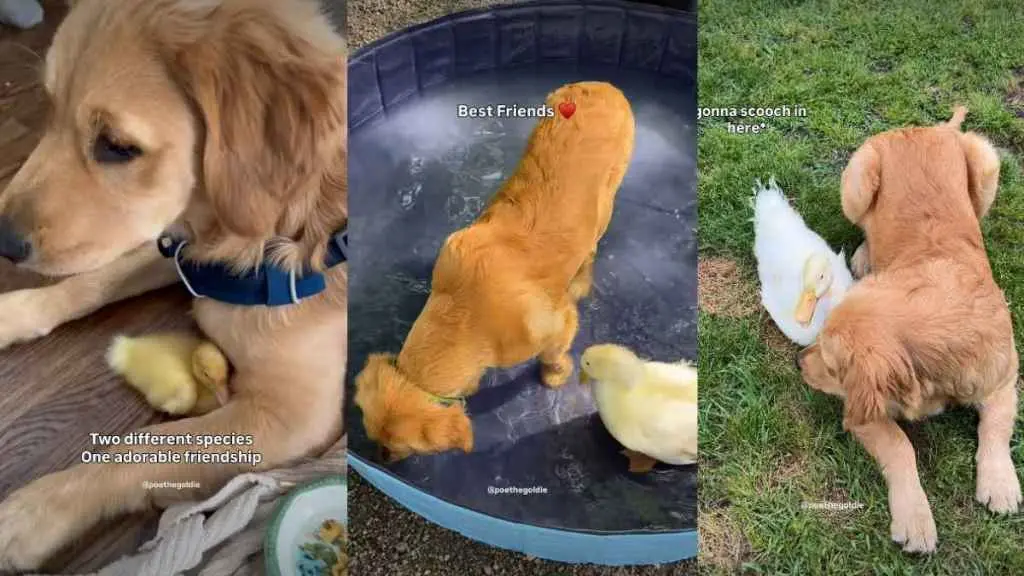 Unlikely Friendship Between Dog and Duck
