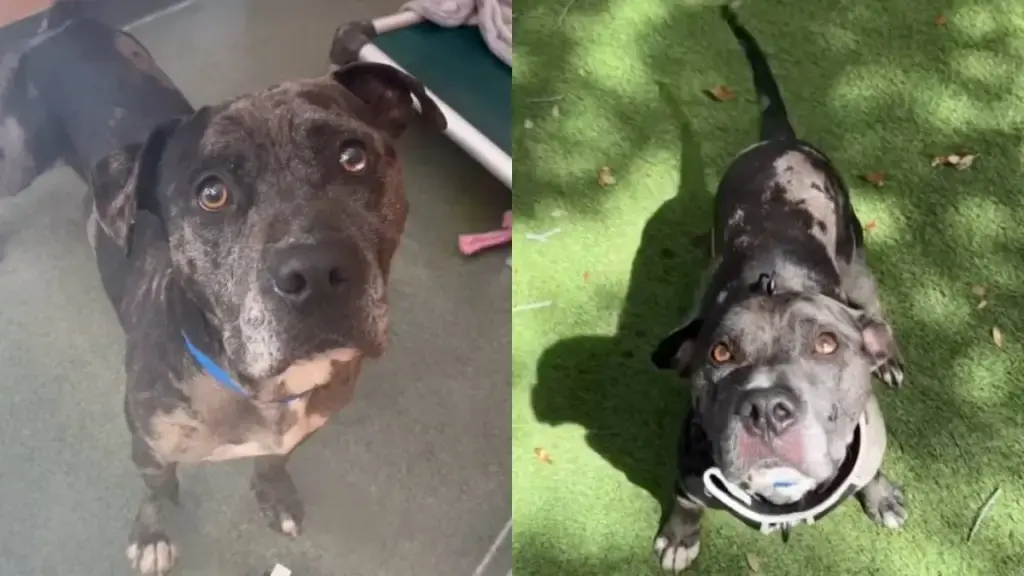 Shelter Dog Returns, Proving "Destructive" Label Wrong