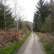 120a-Forest-Track