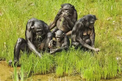 Bonobo at a sanctuary