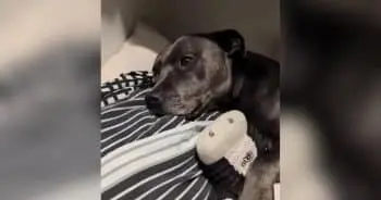 A Dog’s Delightful Bedtime Ritual