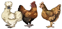 Chickens