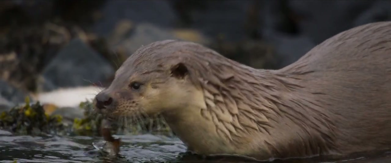 Billy & Molly: An Otter Love Story Screenshot