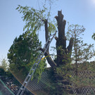 Motta Backyard (18)