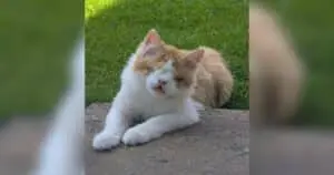 Abandoned Kitten's Joyful Transformation