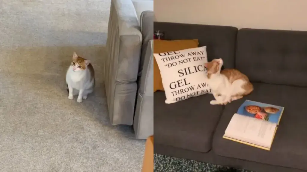 Feline Feud: Cat's Disdain for Owner's Sister Endures