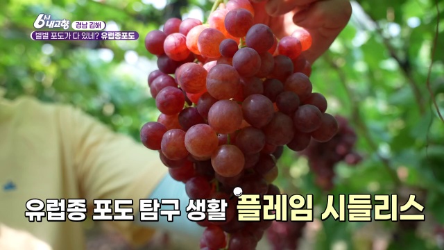 6시내고향 경남 김해 유럽종포도 추가 캡처 2