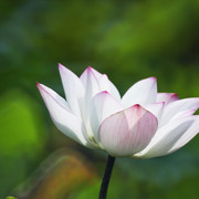 荷花04