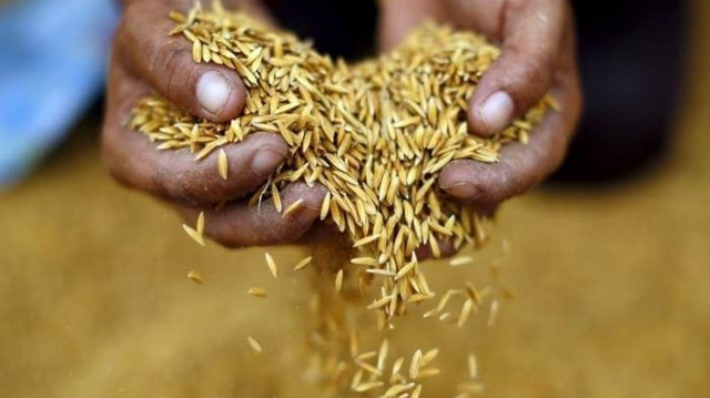 Gạo Thái Lan hưởng lợi nhờ chính sách mới từ Indonesia