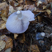 DSC00321