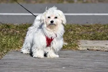 Top Activity Trackers for Maltese Dogs in 2026
