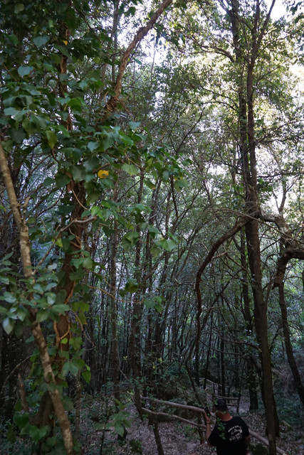 DSC08385.jpg