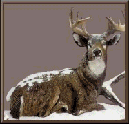 deer 5