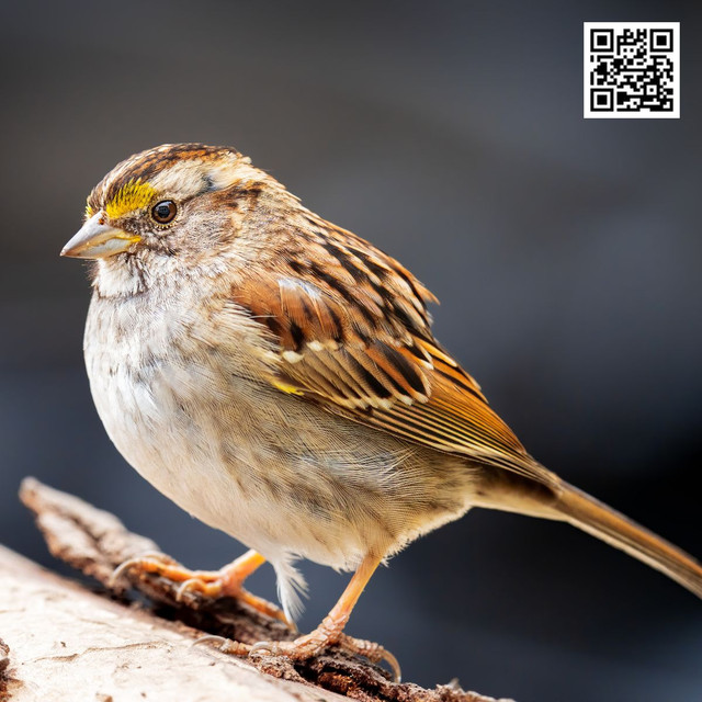 Weather plays a major role in shaping bird behavior and daily activity patterns. Temperature changes affect feeding and migration, while rain and wind influence flight and shelter choices. Seasonal weather shifts also impact breeding and nesting habits. The wild bird guide helps readers understand how birds adapt to changing conditions for survival. To know more visit here https://wildbirdguide.com