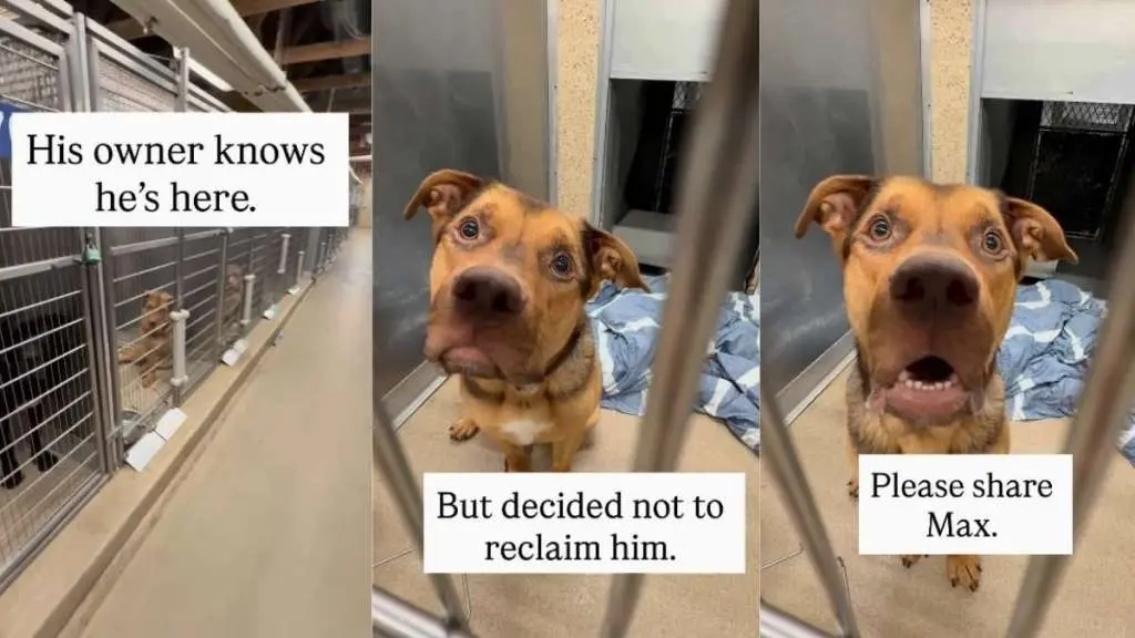 Dog Abandoned by Owner, Left Alone in Shelter