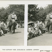 11 Elephant Ride