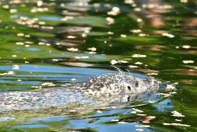 Harbor seal at Copenhagen Zoo