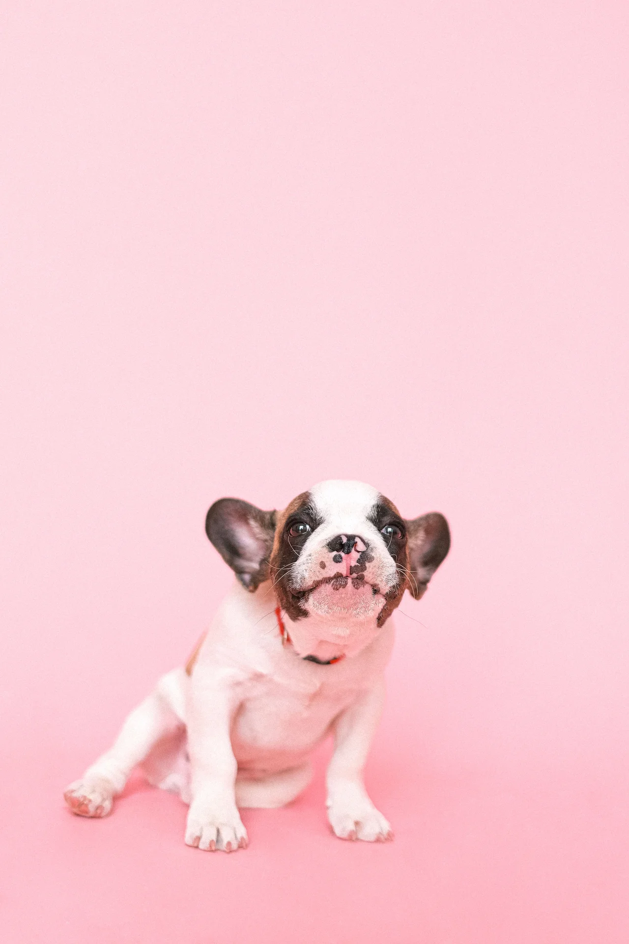 High quality Cute Wallpapers wallpaper by Anna Shvets from Pexels