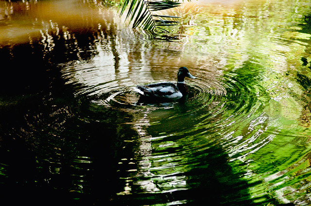 Duck-Absolute-FV11-LR4-W