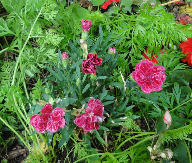 DSC00389
