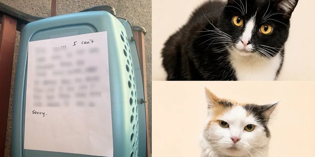 Rescued Sister Cats Arrive at Las Vegas Shelter After Mysterious Drop‑Off