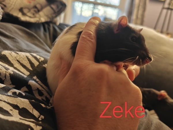 zeke2