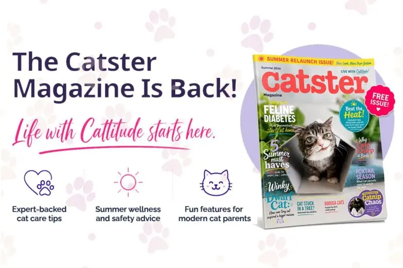 The Catster Magazine Makes a Triumphant Return