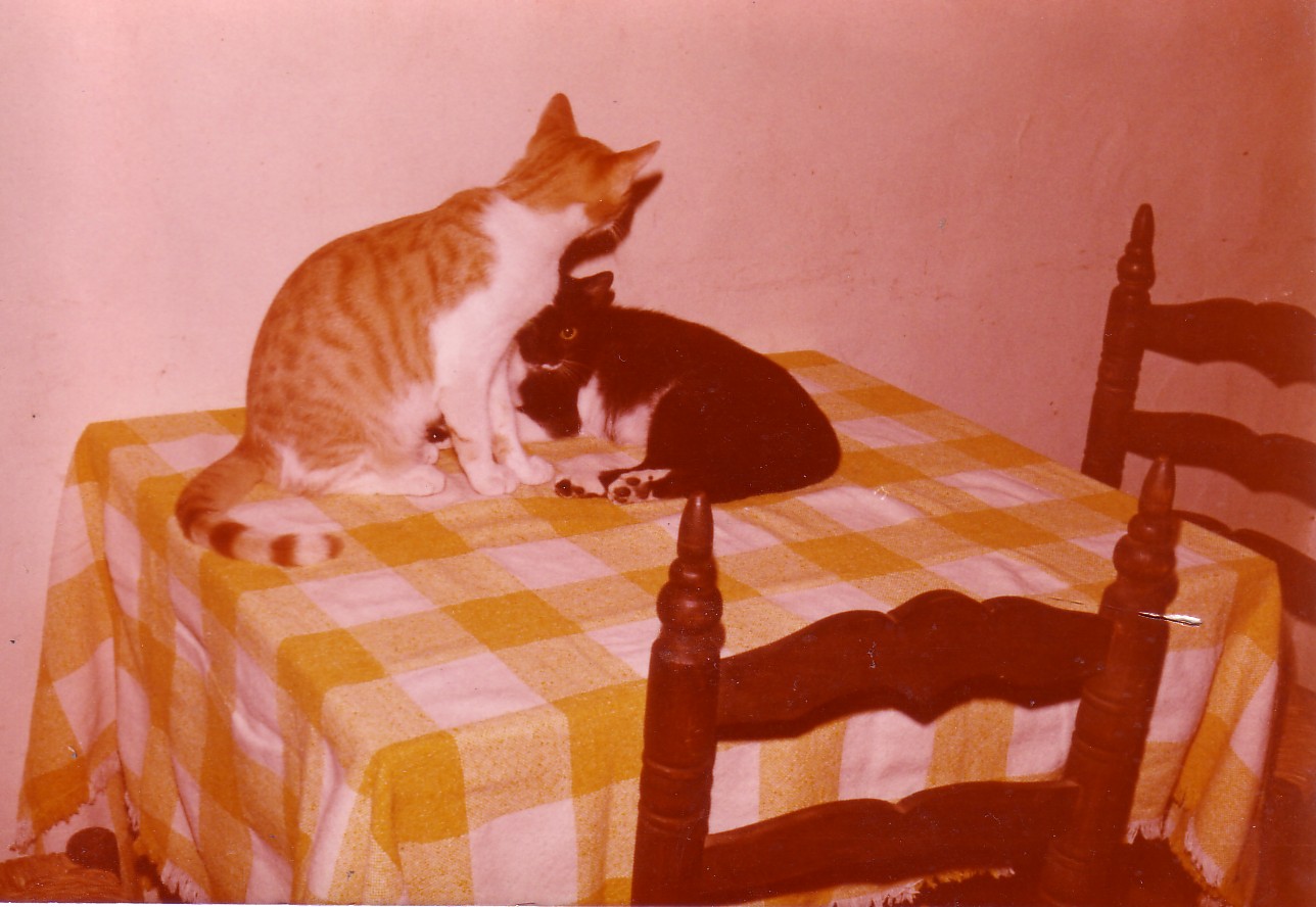animales-042