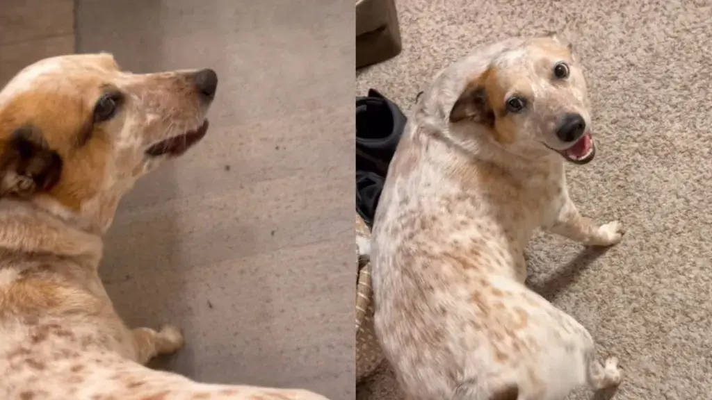 Dog Communicates With Owner Through Wiggles