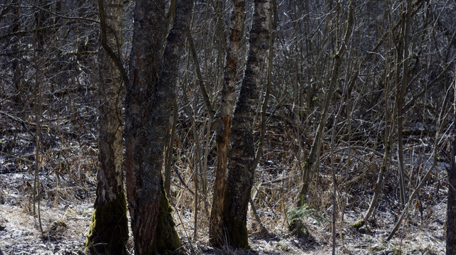 DSC9472-3.jpg