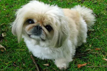 Pekingese Dental Care: 7 Products to Keep Teeth Clean