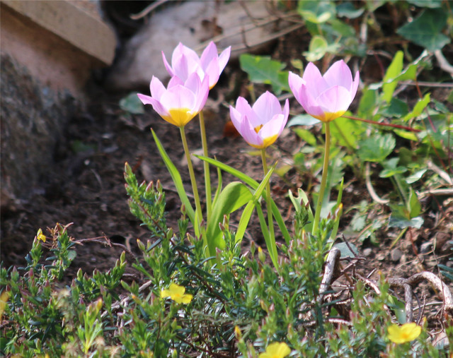 pink flowers.jpg