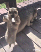 dance-beaver.gif