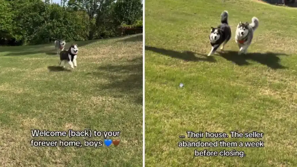 Abandoned Husky Dogs Get Second Chance