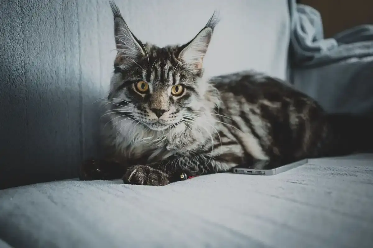 Essential Elements for Keeping Indoor Cats Happy and Engaged