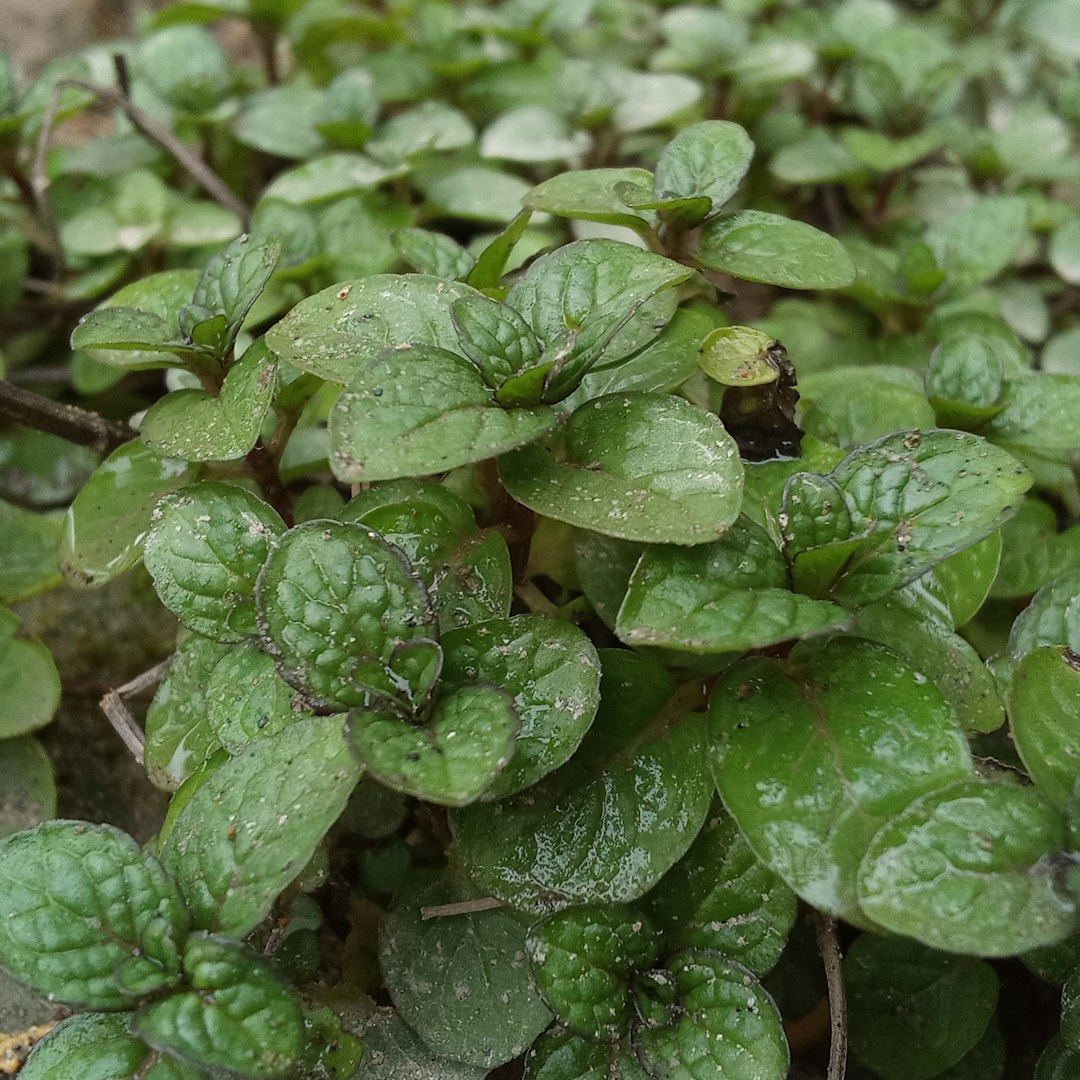 깻잎순볶음 재료
