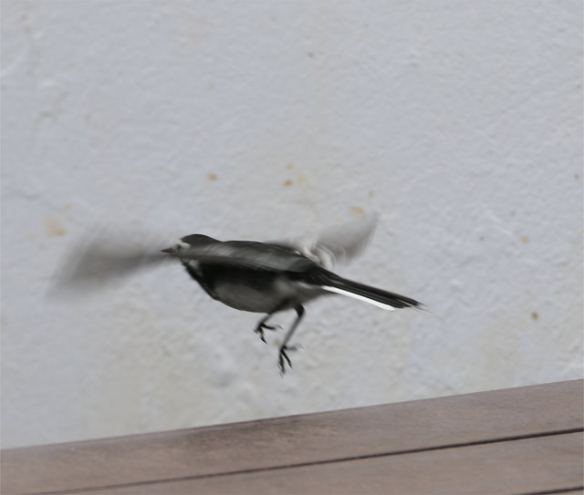 Wagtail 2.jpg