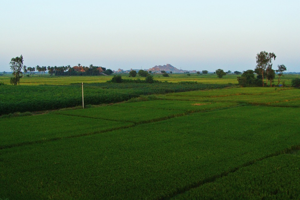 paddy-fields-2.jpg