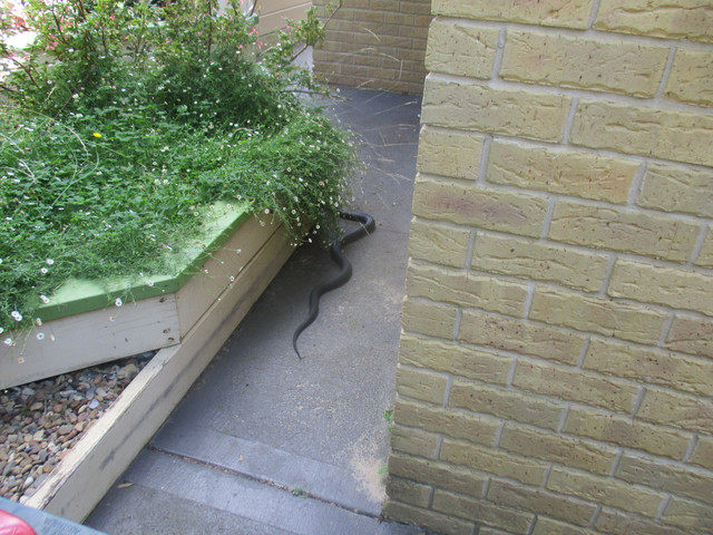 VLTOL-snake-2