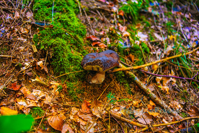 20231011-Alpine-Pixels-70.jpg
