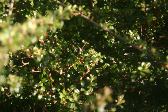 IMG-0347