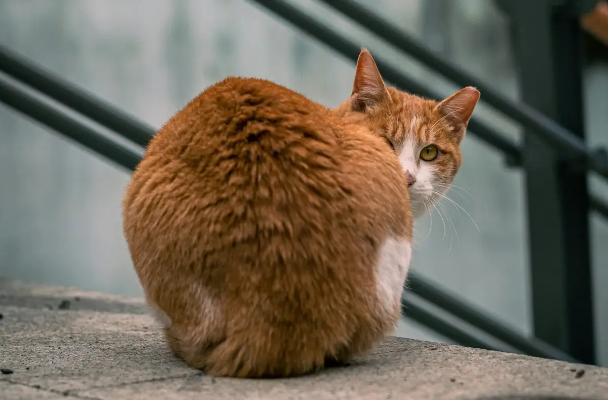 How Many Trust Signals Does Your Cat Show You?